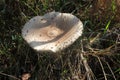 Parasol Mushroom also is known as Lepiota or Macrolepiota procera in the fall forest. Royalty Free Stock Photo