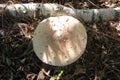 Parasol Mushroom also is known as Lepiota or Macrolepiota procera in the fall forest. Royalty Free Stock Photo