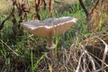 Parasol Mushroom also is known as Lepiota or Macrolepiota procera in the fall forest. Royalty Free Stock Photo