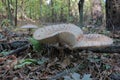 Parasol Mushroom also is known as Lepiota or Macrolepiota procera in the fall forest. Royalty Free Stock Photo