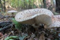 Parasol Mushroom also is known as Lepiota or Macrolepiota procera in the fall forest. Royalty Free Stock Photo