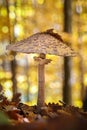 Parasol mushroom in amazing golden autumnal forest