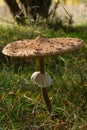 Parasol Mushroom in autumn