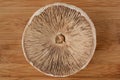 Parasol mushroom from below Royalty Free Stock Photo