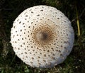Parasol mushroom cap closeup