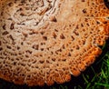 Parasol mushroom cap texture. Abstract colored background. Royalty Free Stock Photo