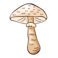 Parasol mushroom in cartoon style. Hand drawn, sketch Macrolepiota procera. Vector illustration isolated on a white
