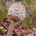 Parasol mushroom Royalty Free Stock Photo