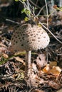 Parasol mushroom Royalty Free Stock Photo