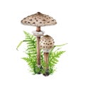 Parasol mushroom group with forest plants illustration. Watercolor painted botanical illustration. Hand drawn