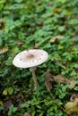 Parasol mushroom growing in the wild natural habitat of forest