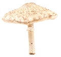 Parasol mushroom isolated Royalty Free Stock Photo