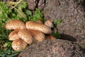 Parasol mushroom (Lepiota procera) Royalty Free Stock Photo