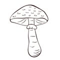 Parasol mushroom in line art style. Black and white vector sketch. Illustration Isolated on a white background.