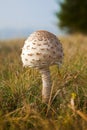 Parasol mushroom, Macrolepiota procera Royalty Free Stock Photo