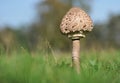 Parasol mushroom - Macrolepiota procera Royalty Free Stock Photo
