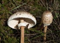 Parasol Mushroom - Macrolepiota procera Royalty Free Stock Photo