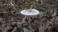 Parasol Mushroom, Macrolepiota procera