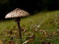 The parasol mushroom (Macrolepiota procera) Royalty Free Stock Photo