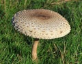 Parasol Mushroom (Macrolepiota Procera) Royalty Free Stock Photo