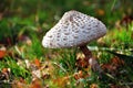 Parasol mushroom, Macrolepiota procera Royalty Free Stock Photo