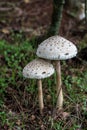 Parasol Mushroom Macrolepiota procera