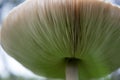 Parasol Mushroom Macrolepiota procera Royalty Free Stock Photo