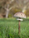 Parasol Mushroom, Macrolepiota procera, growing in field. Royalty Free Stock Photo