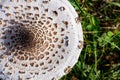 Parasol mushroom, macrolepiota procera fungus in green grass on sunny autumn day Royalty Free Stock Photo