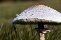 Parasol mushroom, macrolepiota procera fungus in green grass on sunny autumn day Royalty Free Stock Photo