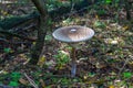 Parasol mushroom (Macrolepiota procera), in the grass on a sunny day.