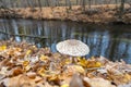 Parasol mushroom (Macrolepiota procera) in its natural environment Royalty Free Stock Photo