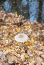 Parasol mushroom (Macrolepiota procera) in its natural environment Royalty Free Stock Photo