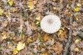 Parasol mushroom (Macrolepiota procera) in its natural environment Royalty Free Stock Photo