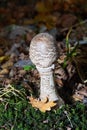 The parasol mushroom Macrolepiota procera, Lepiota procera - edible mushroom Royalty Free Stock Photo