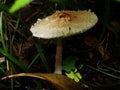 The parasol mushroom Macrolepiota procera or Lepiota procera growing in the forest. Royalty Free Stock Photo