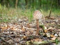 The parasol mushroom Macrolepiota procera, Lepiota procera growing in the wood Royalty Free Stock Photo