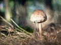 The parasol mushroom Macrolepiota procera, Lepiota procera growing in the wood Royalty Free Stock Photo