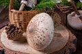 Parasol mushroom Macrolepiota procera or Lepiota procera Royalty Free Stock Photo