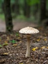 The parasol mushroom Macrolepiota procera or Lepiota procera is a basidiomycete fungus Royalty Free Stock Photo