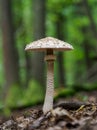 The parasol mushroom Macrolepiota procera or Lepiota procera is a basidiomycete fungus Royalty Free Stock Photo