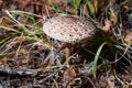 The parasol mushroom Macrolepiota procera, Lepiota procera - edible mushroom Royalty Free Stock Photo
