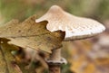 Parasol mushroom (Macrolepiota procera or Lepiota procera) in the forest, macro Royalty Free Stock Photo