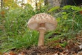 The parasol mushroom Royalty Free Stock Photo