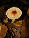 The parasol mushroom Macrolepiota procera or Lepiota procera growing in the forest.