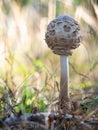 The parasol mushroom Macrolepiota procera, Lepiota procera growing in the wood Royalty Free Stock Photo