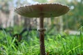 Parasol mushroom - Macrolepiota procera Royalty Free Stock Photo