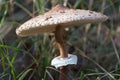 Parasol mushroom, closeup view of Macrolepiota procera fungus in tall grass. Royalty Free Stock Photo