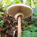 Parasol mushroom Macrolepiota procera is a species of mushrooms of the champignon family. Fruit bodies are cap-shaped