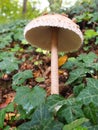 Parasol mushroom Macrolepiota procera is a species of mushrooms of the champignon family. Fruit bodies are cap-shaped